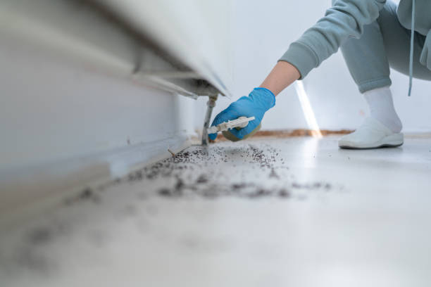 Best Flea Control Services  in Southworth, WA